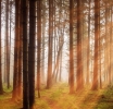 Zakon o izmjenama i dopunama Zakona o šumama objavljen u NN